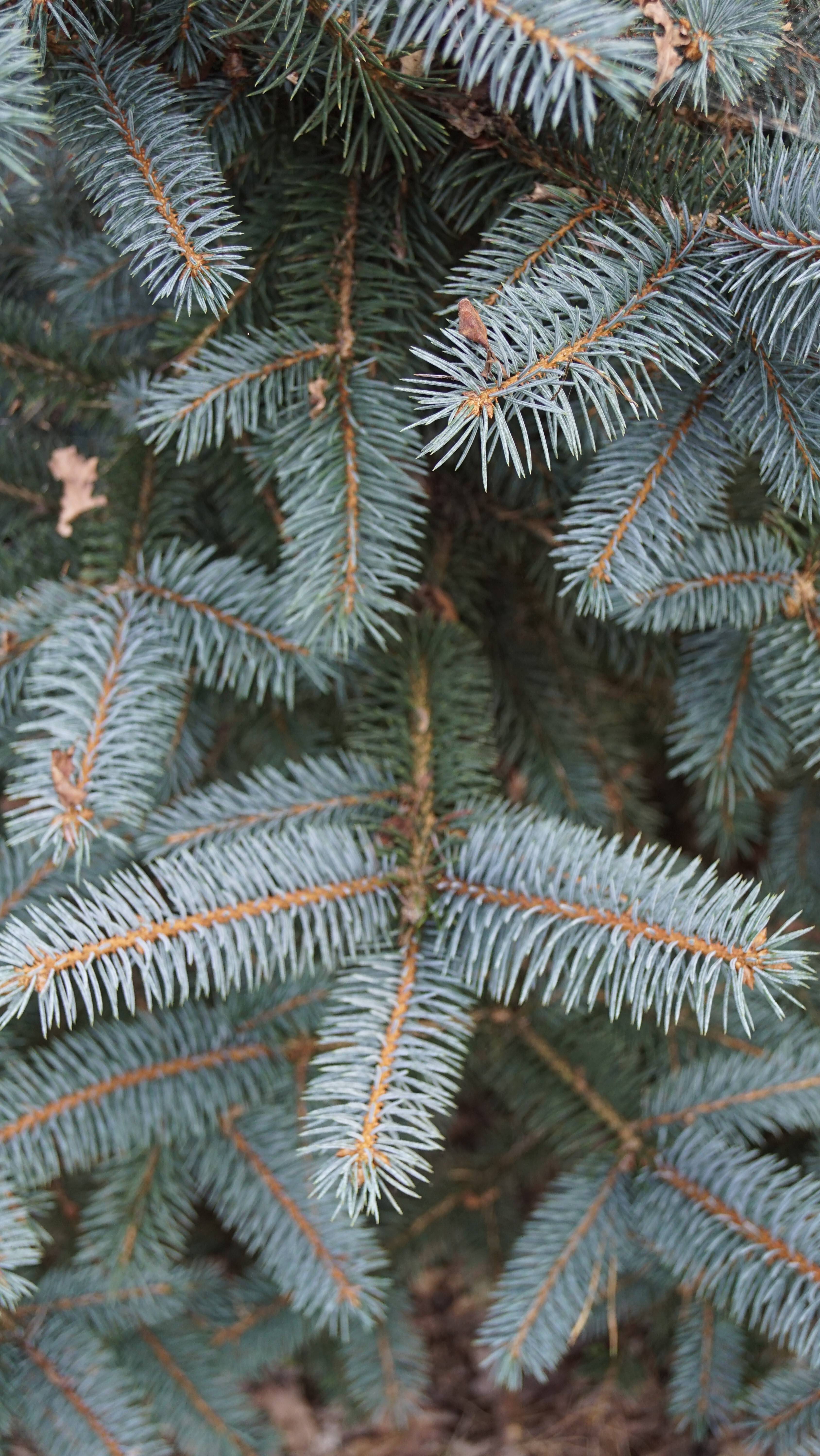 Picea pungens 'Baby Blue' (3)